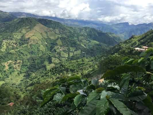Kolombiya Kahve Çekirdeği Hakkında Bilmeniz Gerekenler