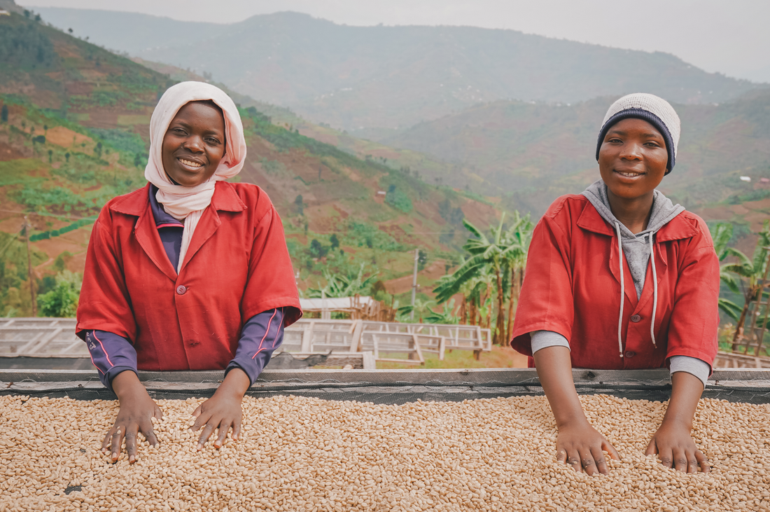 Kenya Kahve Çekirdeği İşçileri